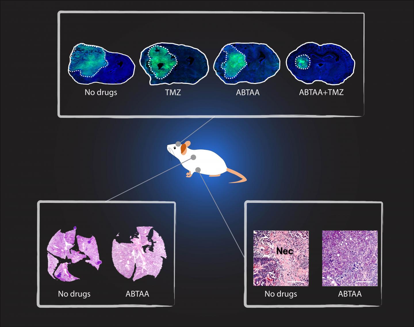 ABTAA Alone and in Combination [IMAGE] EurekAlert! Science News Releases