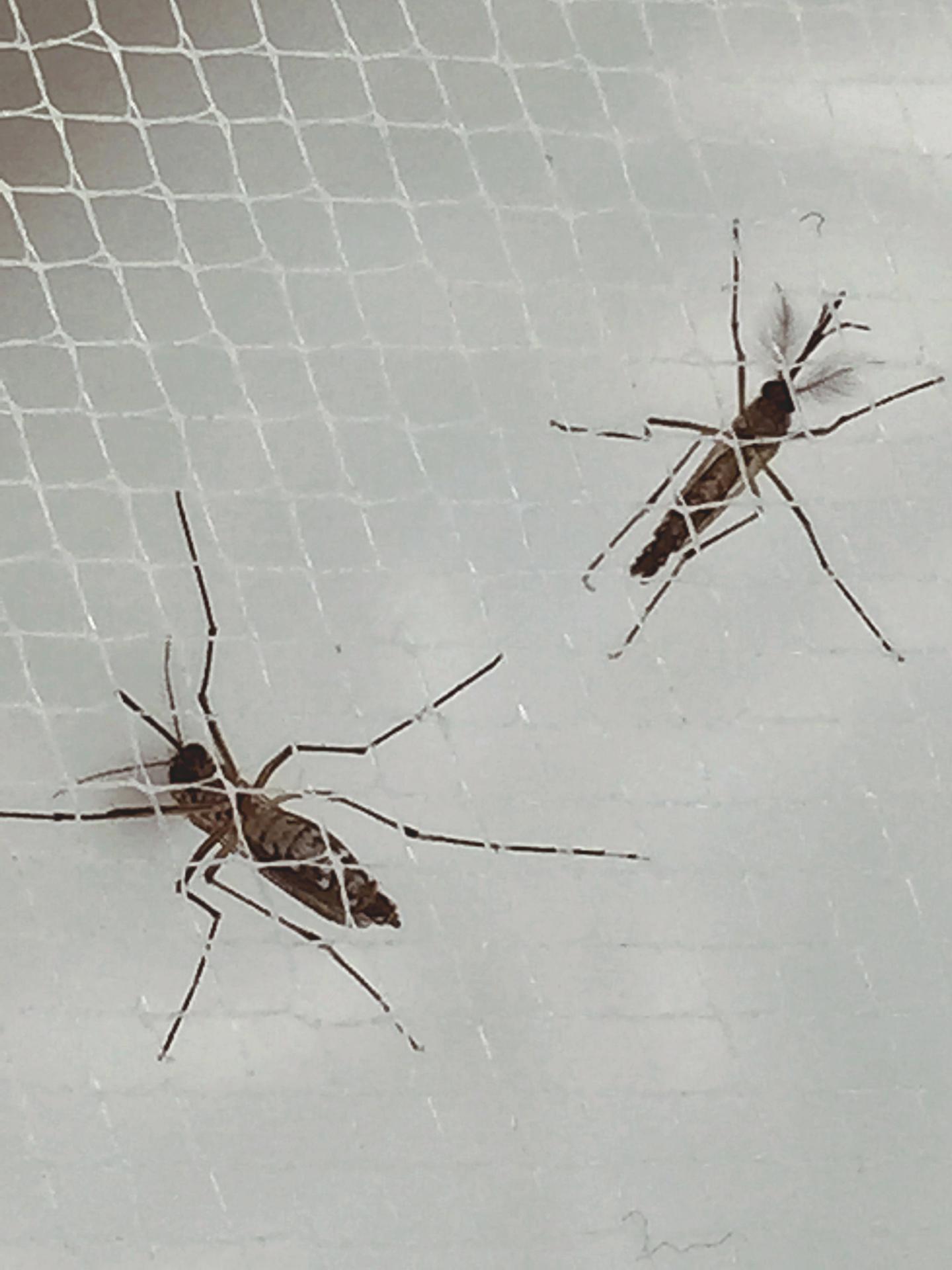 <i>Aedes Aegypti</i> Mosquitoes