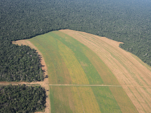 Forests shrinking on private lands