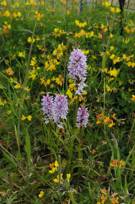 Common spotted orchid