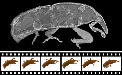 The 3-D Radiograph Shows the Hip Joints of the Weevil