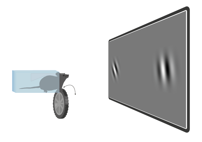 Decision making in mice