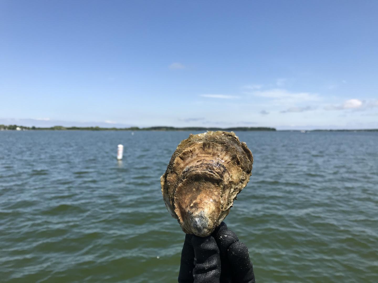 Oyster in Choptank