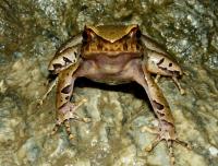 Indian Horned Frog