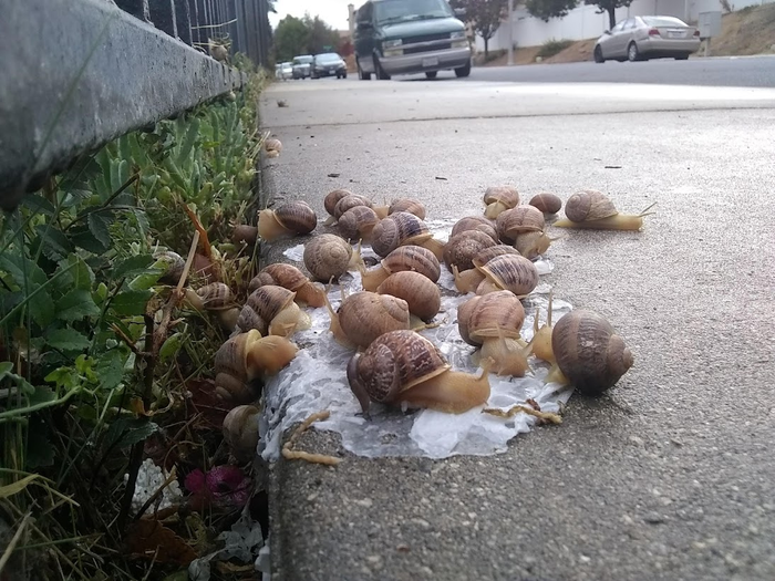 snails on trash