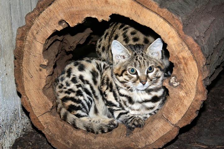 African Black-Footed Cat