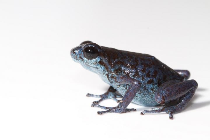 Vicente's dart frog 