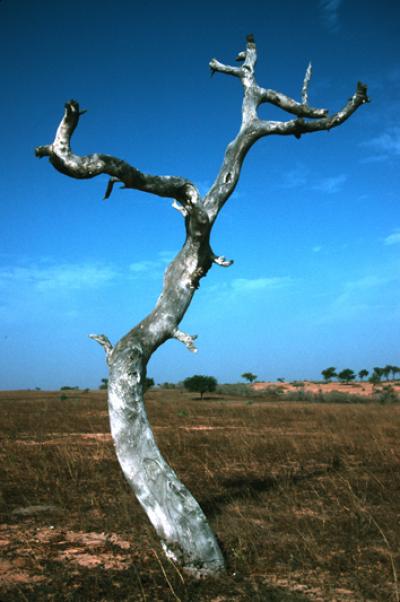 Dead Ironwood Tree
