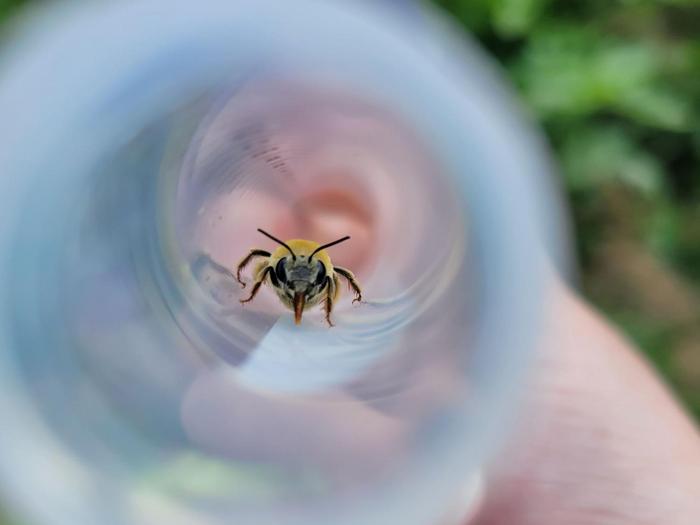 squash bee is captured in a tube