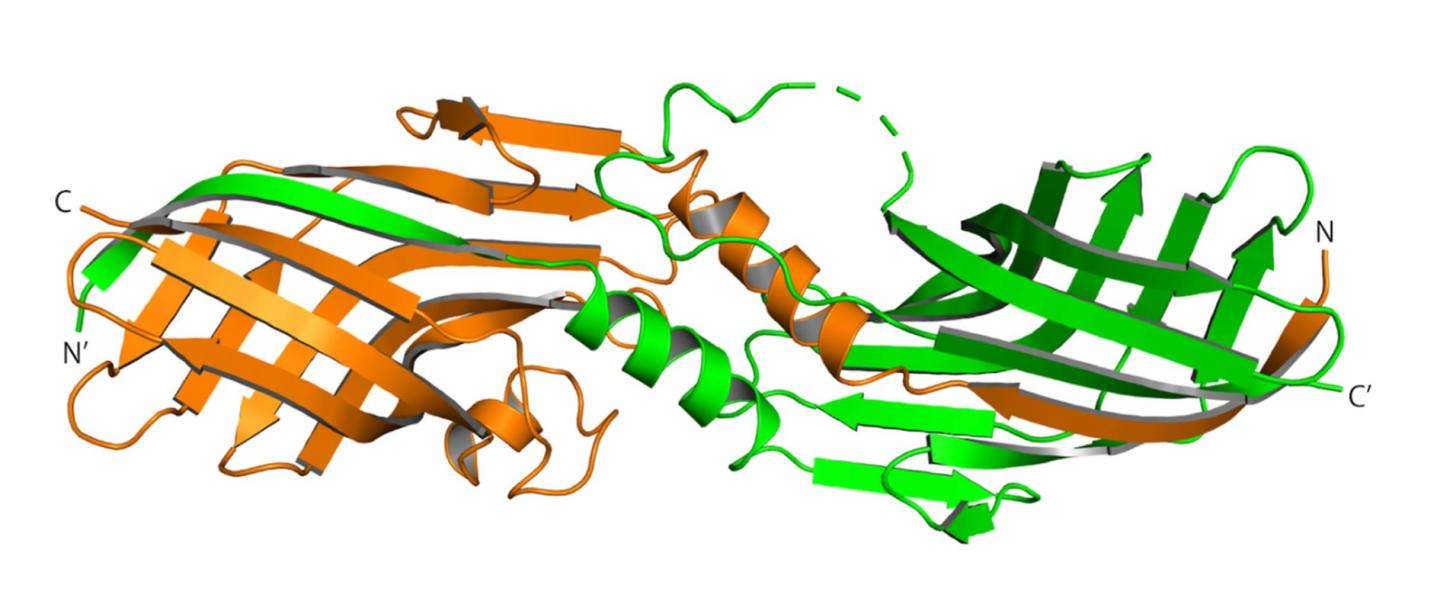 Domain-Swapped Dimer
