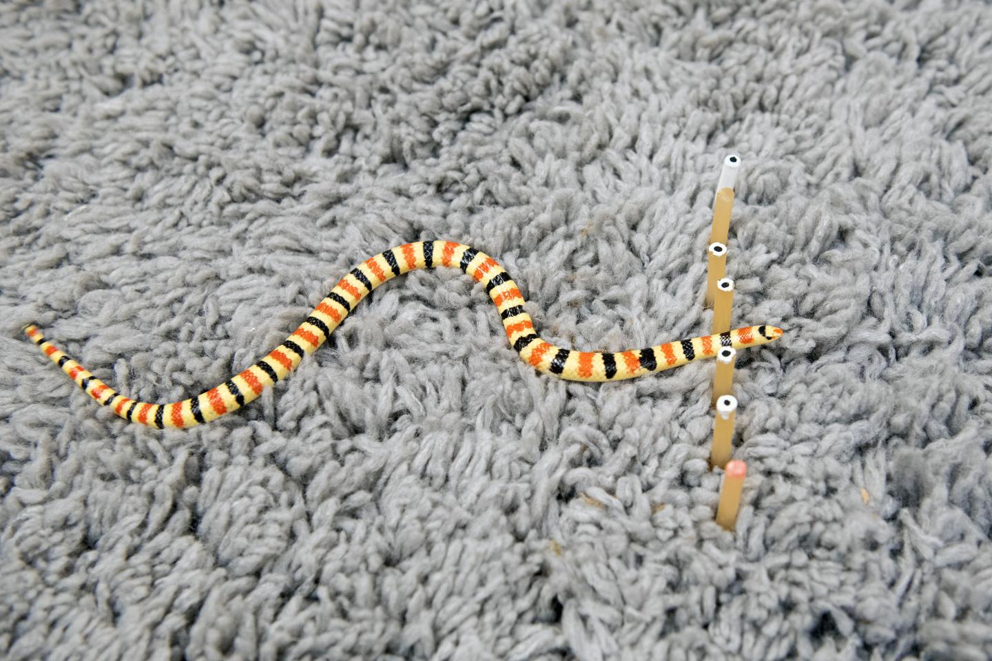 A Western Shovel-Nosed Snake Moves through a Force-Sensitive Set of Rubber Pegs