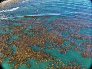Aerial drone shot of kelp