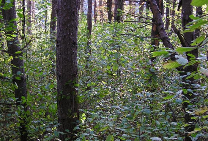 Glossy buckthorn growing in a white pine forest.