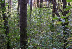 Glossy buckthorn growing in a white pine forest.