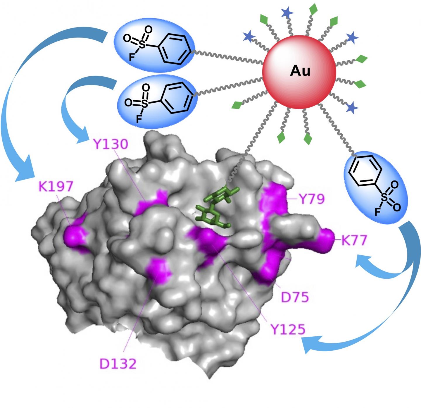 Graphical abstract that the gold nanoparticle-based affinity labeling for identifying specific carbohydrate-binding proteins