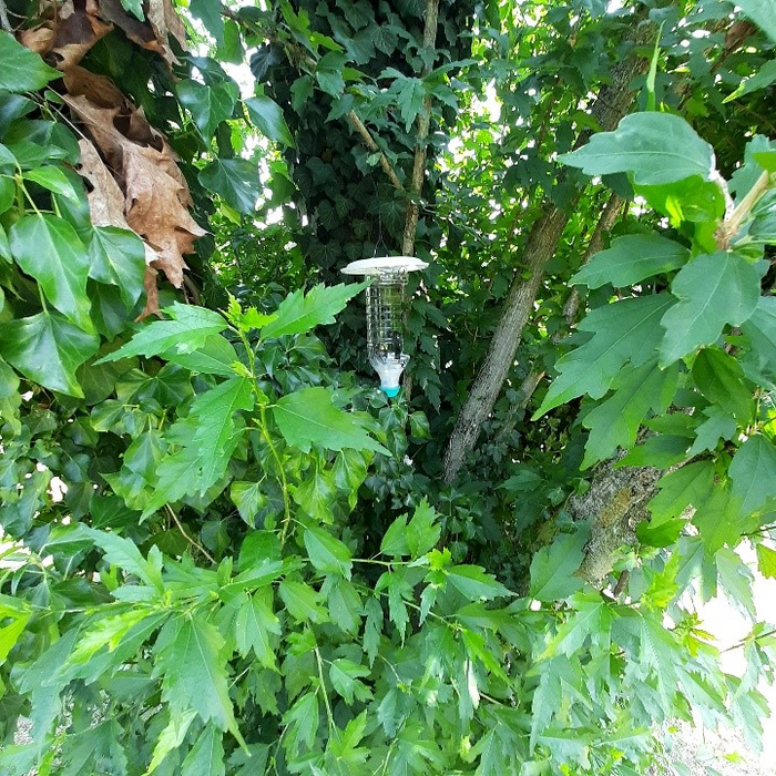 A plastic bottle trap filled with hand-sanitizer as attractant