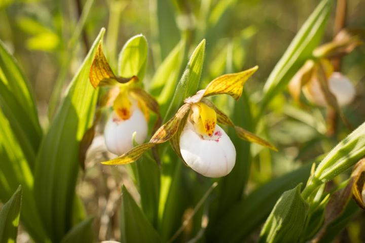 Scientists Make Climate Local for Rare Plant