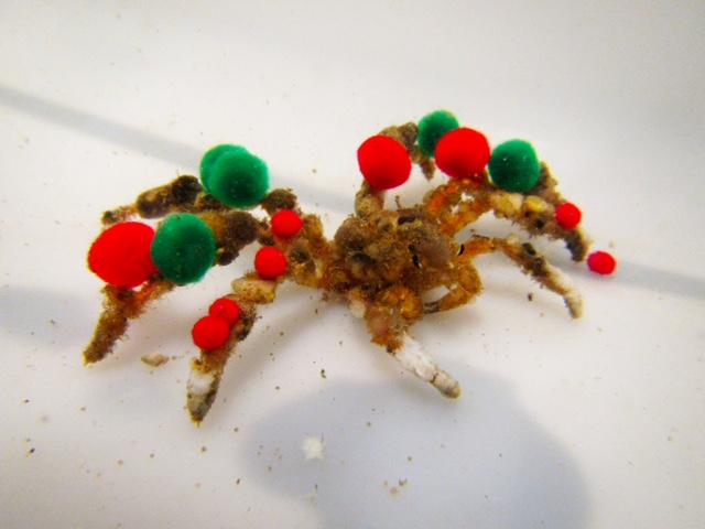 Decorator Crab Dressed for the Season