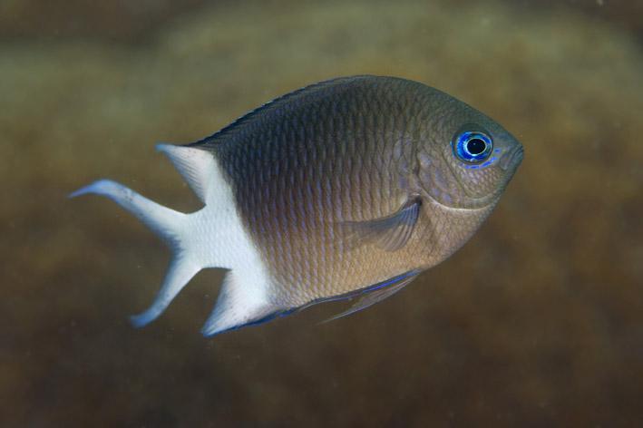 <i>Acanthochromis</i>