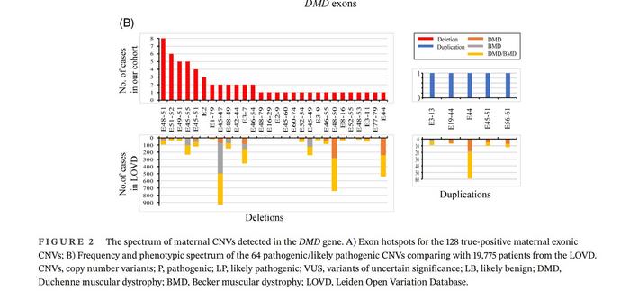 BGI Genomics New NIPT Method Reveals Pathogenic CNVs in the DMD Gene