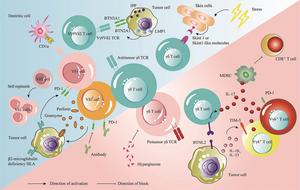 Understanding the physiological significance of γδ T cells in host defense and immunotherapy