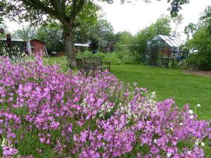 Garden scene featuring a “carnation hill” adorned with Viscaria vulgaris Bernh. (clammy campion)