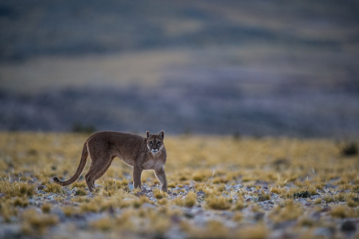 Puma in Argentina IMAGE EurekAlert Science News Releases