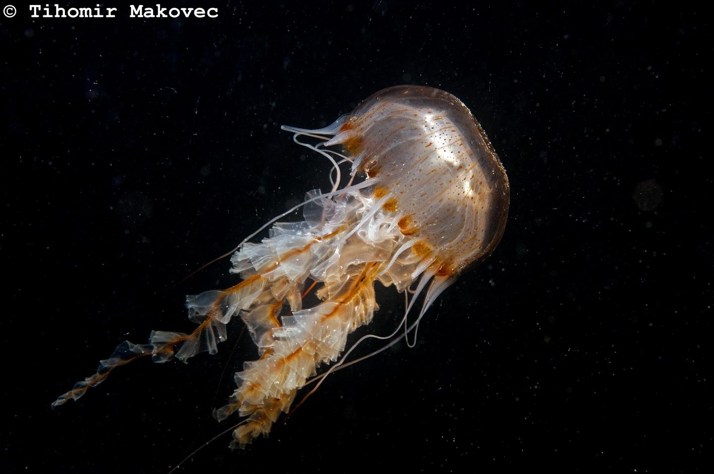Jellyfish Can Be Beautiful, but There Are Too Many of Them