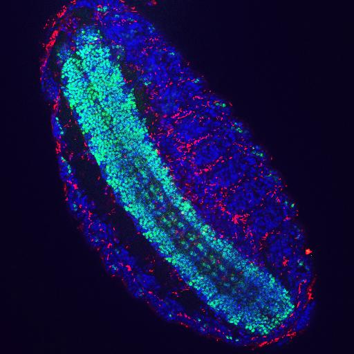 <em>Spiroplasma</em>-Infected Male Embryo