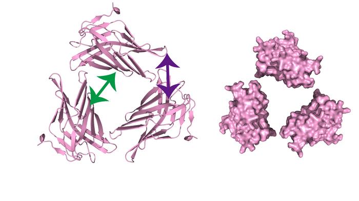 Figure 2. Schematic representation of the trimeric assembly of the C-domain of mouse LAMP2A