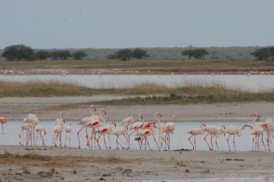 Flamingos Congregating, Namibia