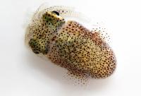 Hawaiian Bobtail Squid (<i>Euprymna scolopes</i>)