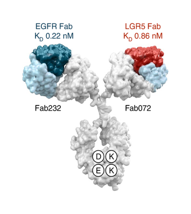 Characterization of MCLA-158