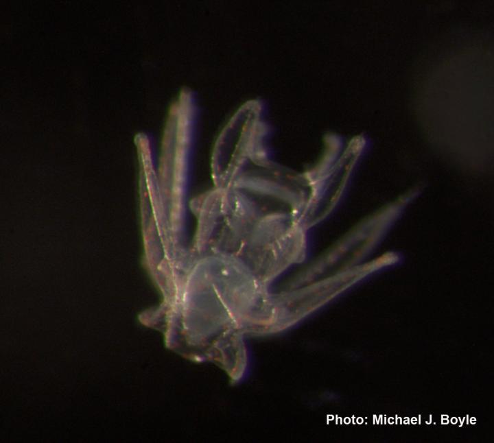 Close-Up of Sea Urchin Larva