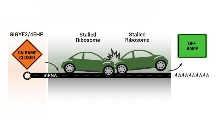 Closing the protein production on-ramps