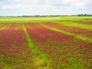 Crimson clover test plots at the University of Missouri Bradford Research and Extension Center