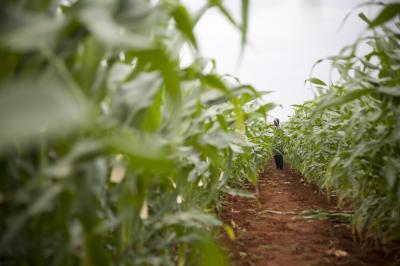Maize Field in Kenya