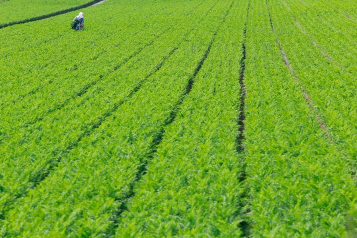 A Field in Hokkaido