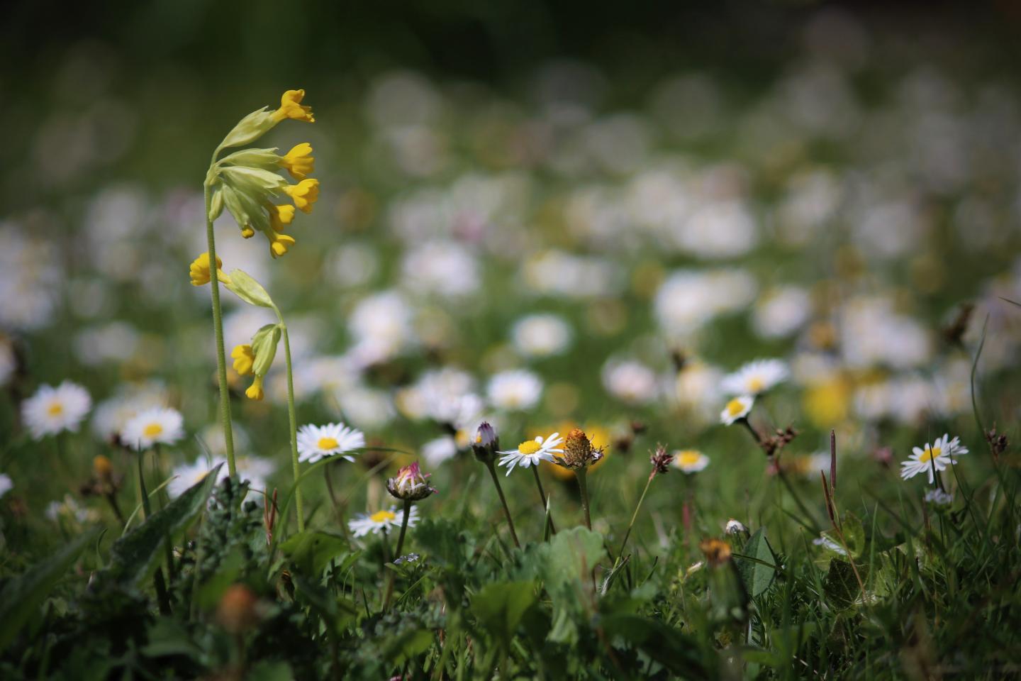 Early Spring Flowers