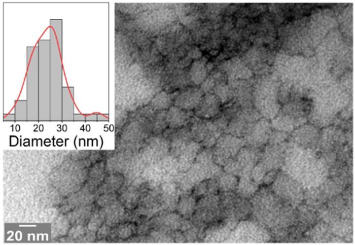 Electron transmission micrograph of 33-mer DGP