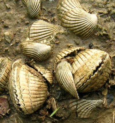 Clam Fossils (49-37 Million Years Old)