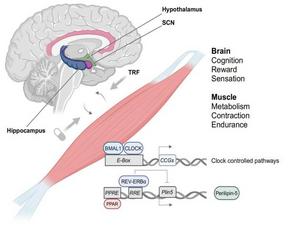 Circadian nutrition regulates the brain-muscle axis to reduce fatigue