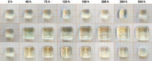 Time-lapse photo series of hydrogel