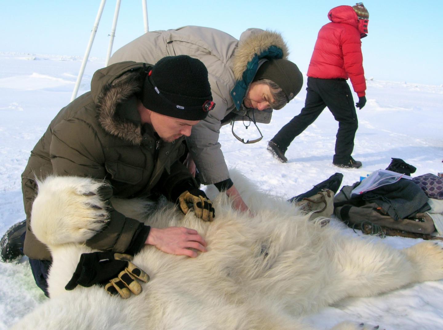 Polar Bear Metabolism Less Resilient to Summer Ice Melt Than Expected (3 of 5)