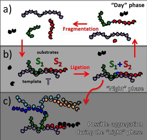 A Schematic Drawing of Template-Assisted Ligation