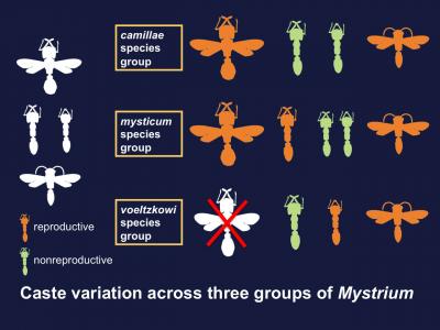 Mystrium 'Reproductive Castes'