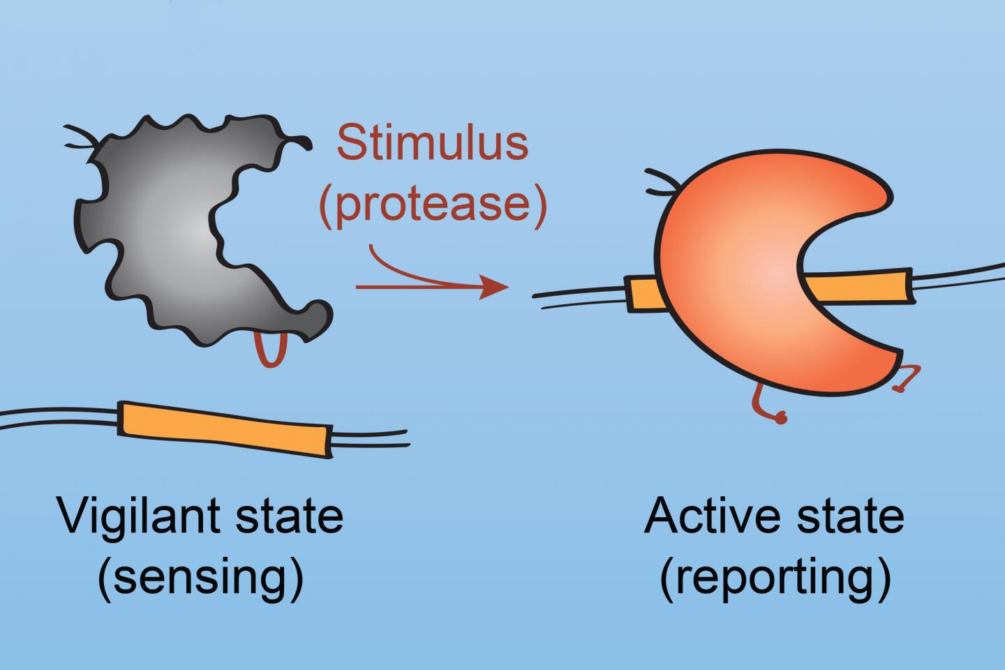ProCas9 Sensor