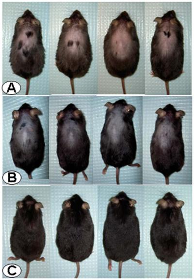 Hair Growth in Mice