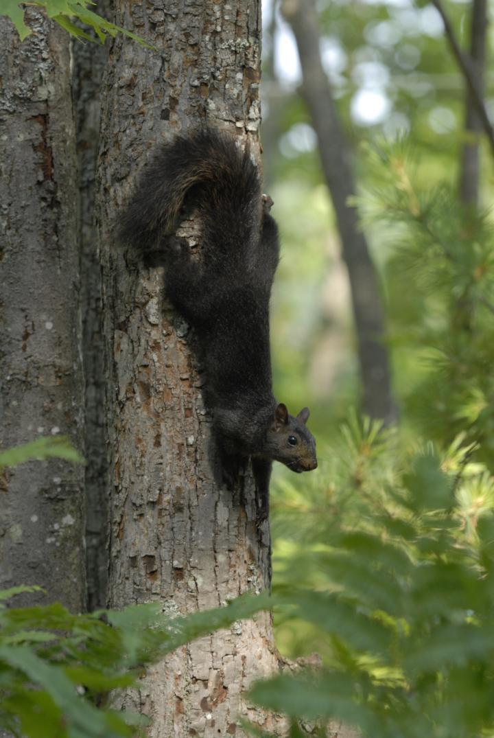 A Melanic, or Black, Grey Squirrel
