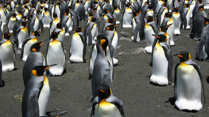 King Penguins